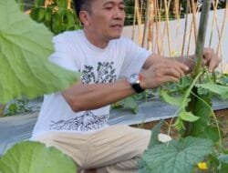 Tekan Inflasi, Ratu Dewa Serukan Gerakan Tanam Cabe