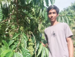 Kopi Robusta “Harapan Baru” – Kisah Kami, Petani Sawahlunto bersama Bukit Asam
