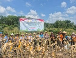 Dukung Ketahanan Pangan, PLN Jaga Listrik Panen Raya Jagung Kapolri di OKU Timur