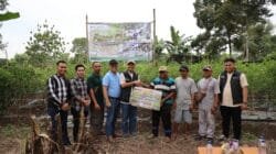 Panen Cabai Perdana: Transformasi Lahan Eks-PETI Desa Darmo Sukses Lahirkan Bisnis Baru