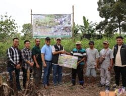 Panen Cabai Perdana: Transformasi Lahan Eks-PETI Desa Darmo Sukses Lahirkan Bisnis Baru