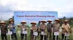 Panen Raya Bawang Merah di Pagar Alam: Wujud Nyata Sinergi Bank Indonesia dan Pemerintah Kota dalam Mendukung Ketahanan Pangan