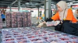 PLN UID S2JB Salurkan Daging Kurban untuk Masyarakat, Wujud Kepedulian Sosial di Idul Adha 1447 H
