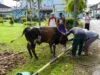 PLN UPT Palembang Salurkan 350 Paket Daging Kurban, Perkuat Kepedulian Sosial di Momentum Idul Adha 1447 H