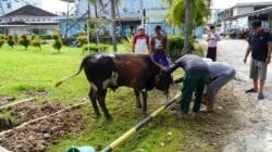 PLN UPT Palembang Salurkan 350 Paket Daging Kurban, Perkuat Kepedulian Sosial di Momentum Idul Adha 1447 H