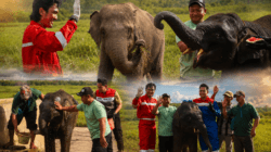 Bukan Sekadar Menjaga Gajah, Kilang Plaju Rawat Warisan Alam Sumsel