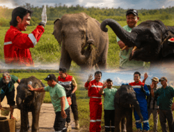 Bukan Sekadar Menjaga Gajah, Kilang Plaju Rawat Warisan Alam Sumsel