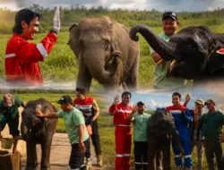 Bukan Sekadar Menjaga Gajah, Kilang Plaju Rawat Warisan Alam Sumsel