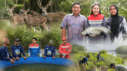 Kilang Plaju Jaga Rusa Sambar hingga Ikan Belida, 21 Ribu Mangrove Ditanam