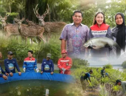 Kilang Plaju Jaga Rusa Sambar hingga Ikan Belida, 21 Ribu Mangrove Ditanam