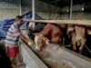 Dari Kotoran Sapi Jadi Energi dan Peluang Usaha di Lampung Tengah