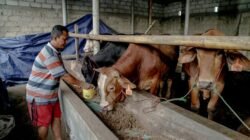 Dari Kotoran Sapi Jadi Energi dan Peluang Usaha di Lampung Tengah