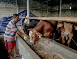 Dari Kotoran Sapi Jadi Energi dan Peluang Usaha di Lampung Tengah