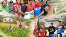 Mina Padi Kilang Plaju, Produktivitas Padi Petani Sungai Rebo Naik Jadi 7 Ton Setahun