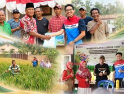 Mina Padi Kilang Plaju, Produktivitas Padi Petani Sungai Rebo Naik Jadi 7 Ton Setahun